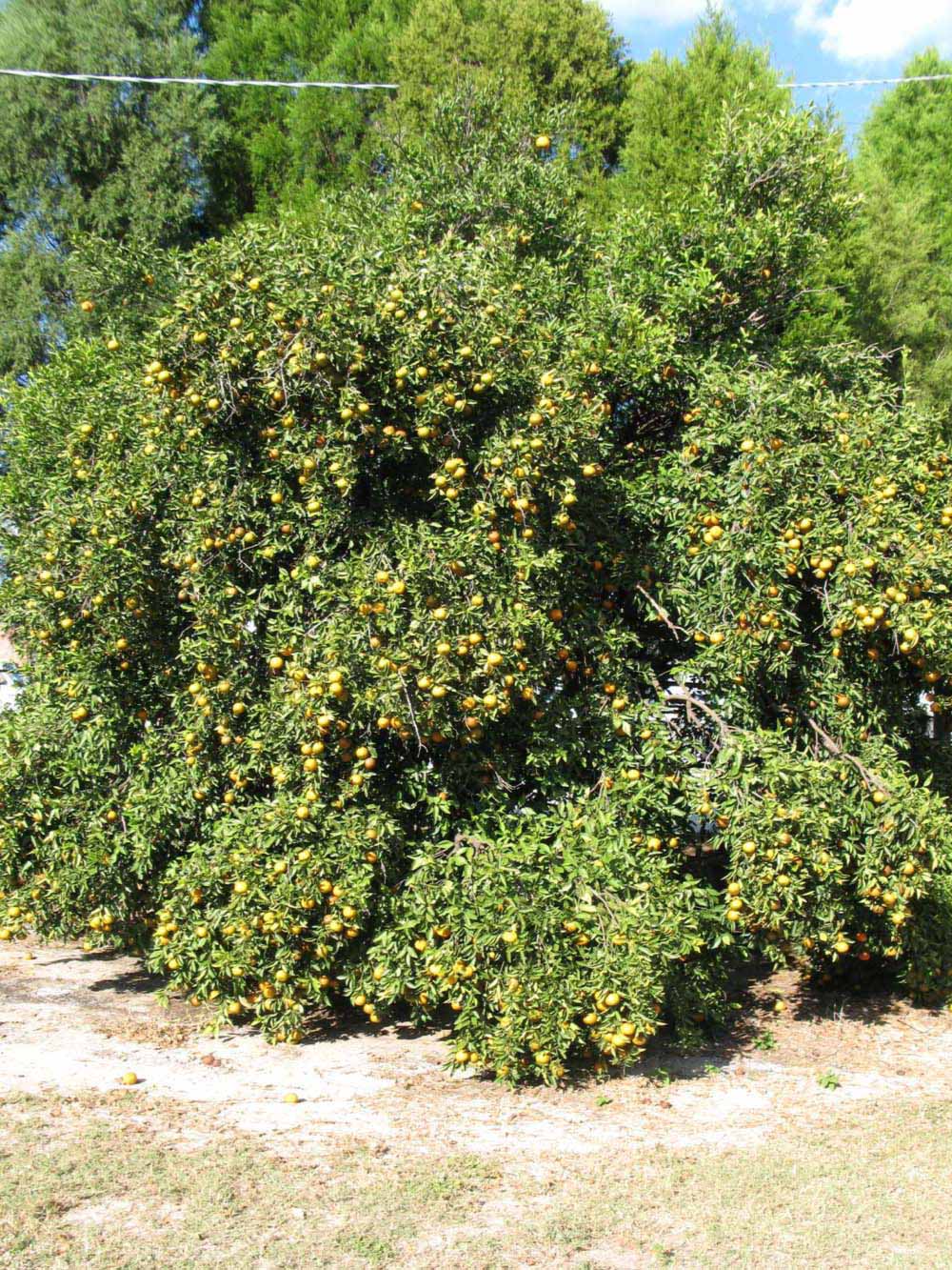            Habit (Winter Haven, FL)   